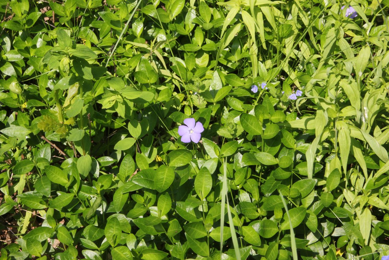 Image of Vinca minor specimen.