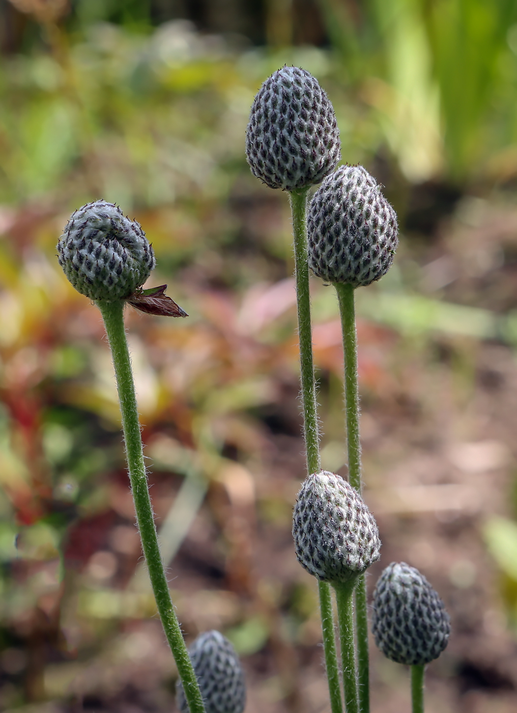 Image of Anemone sylvestris specimen.