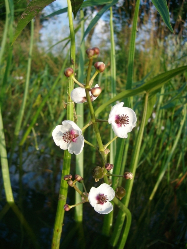 Image of Sagittaria sagittifolia specimen.