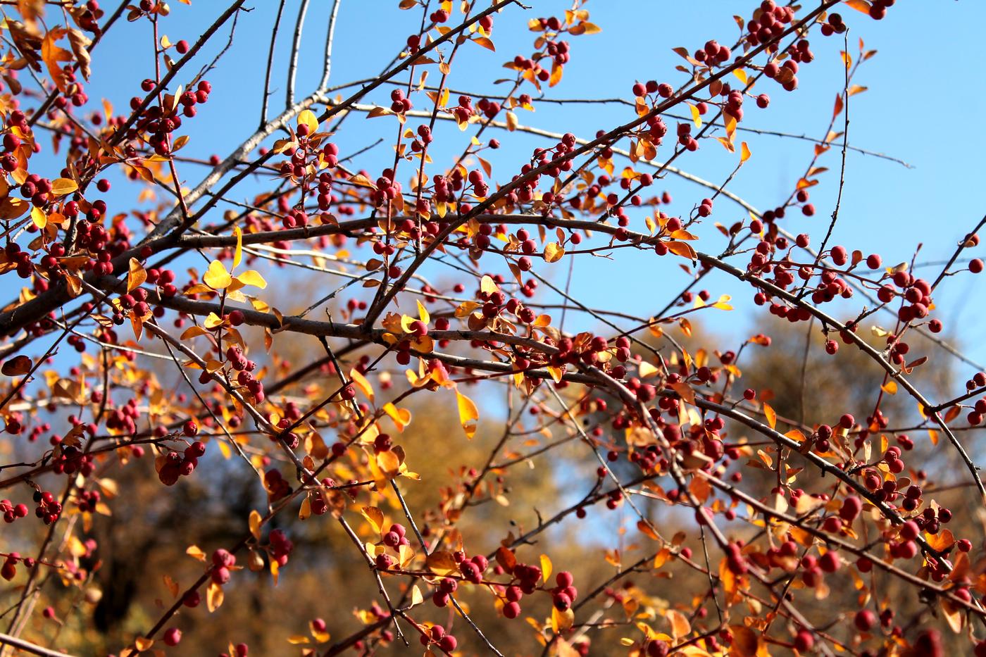 Изображение особи Cotoneaster karatavicus.