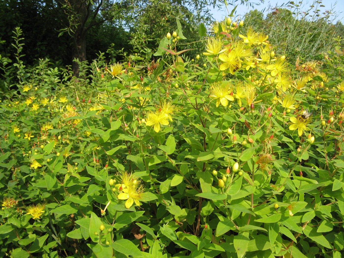 Image of Hypericum hircinum specimen.