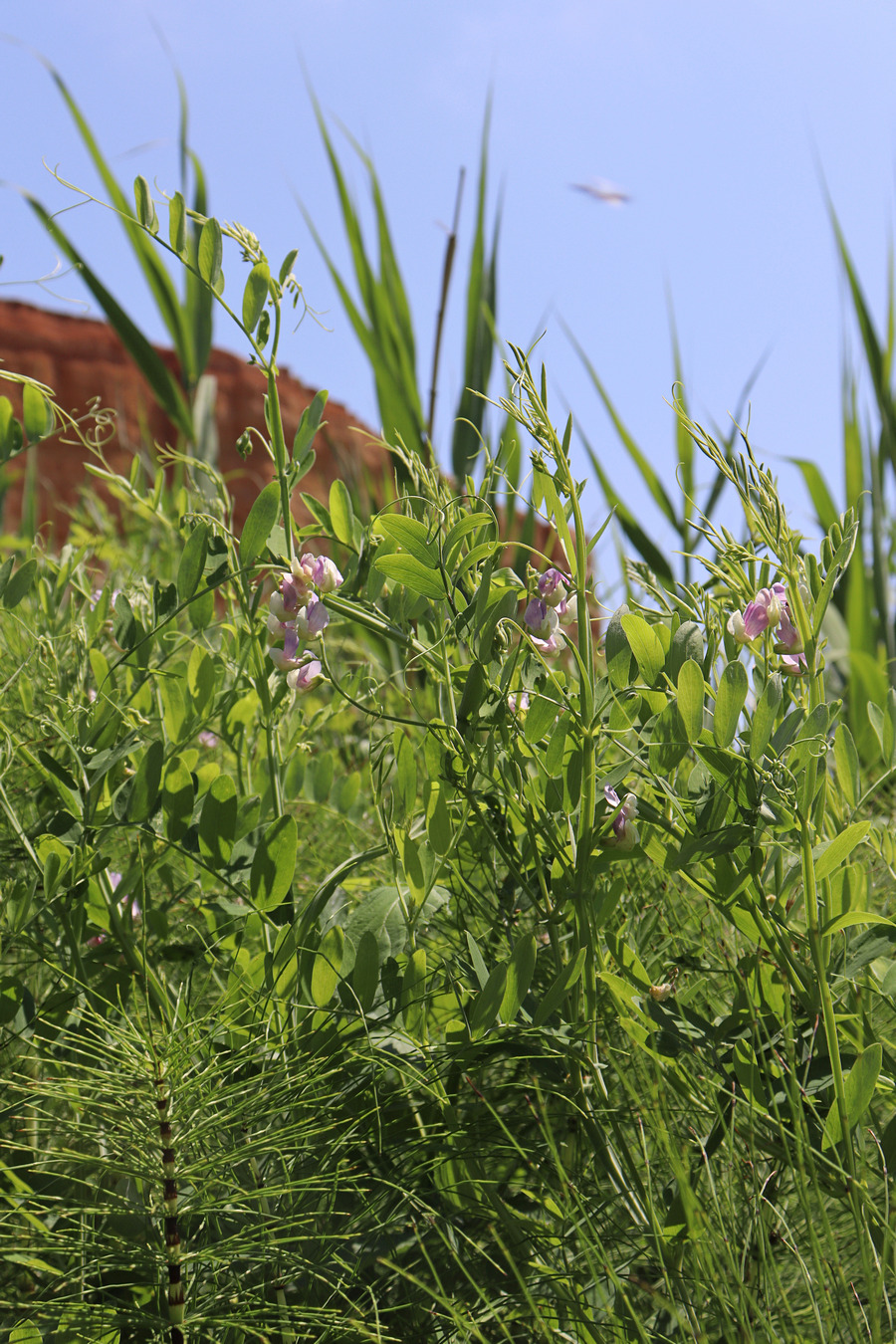 Image of Lathyrus incurvus specimen.