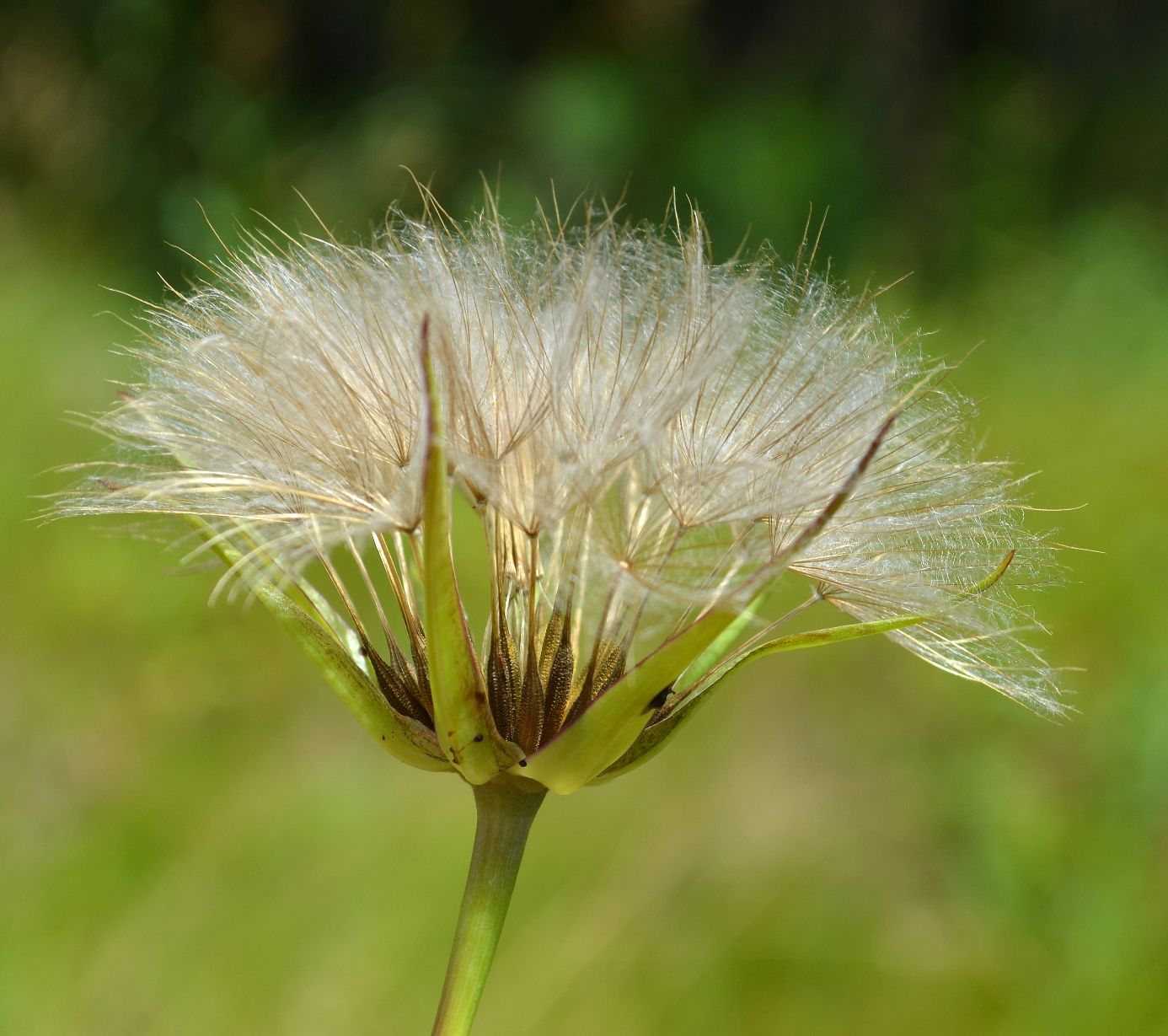 Image of genus Tragopogon specimen.