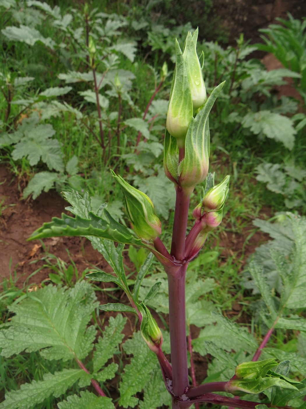 Image of Phlomoides lehmanniana specimen.