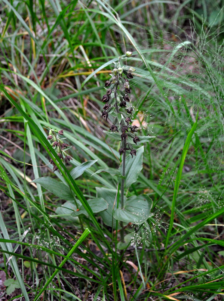 Image of Epipactis helleborine specimen.