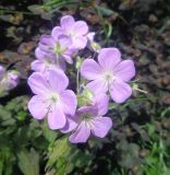 genus Geranium. Цветки. Тверская обл., г. Тверь, Заволжский р-н, ботанический сад ТвГУ, в культуре. 1 июня 2019 г.