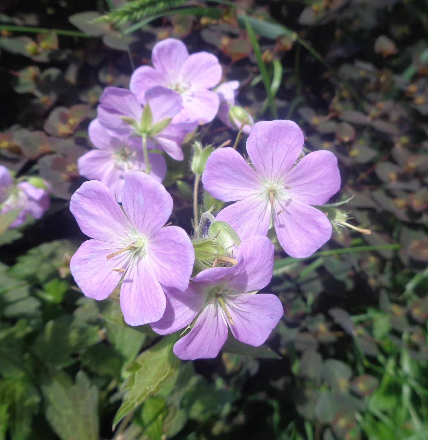 Изображение особи род Geranium.