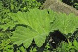 Heracleum stevenii