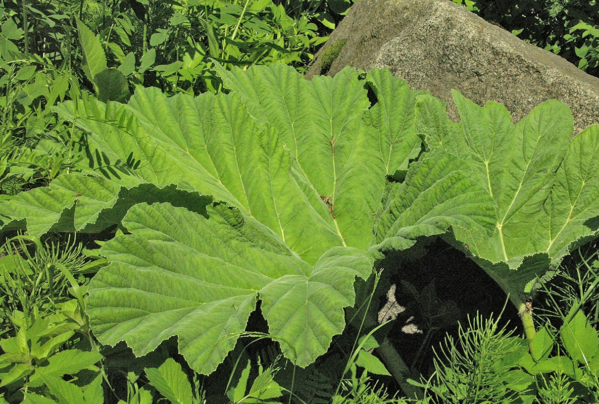 Изображение особи Heracleum stevenii.