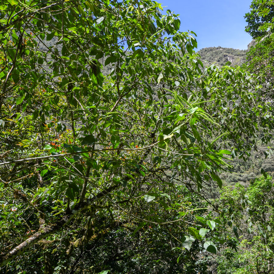 Image of Acalypha peruviana specimen.