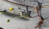 Ranunculus polyrhizos. Выкопанное цветущее растение с завязавшимися плодами. Алтайский край, юго-западные окр. пос. Благовещенка (между железной дорогой и каналом), пыреевый остепнённый луг, зарастающий лохом. 06.05.2021.