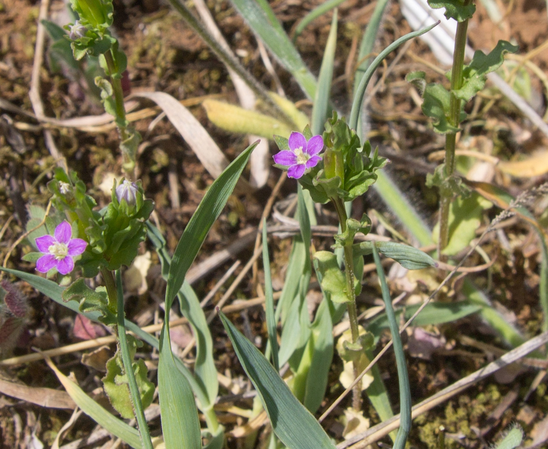 Изображение особи Legousia hybrida.