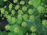 Heracleum sibiricum. Соцветие, вид сверху. Ульяновская обл., окр. г. Димитровград, пойма р. Бол. Черемшан, левобережная часть, опушка широколиственного леса. 27.06.2021.