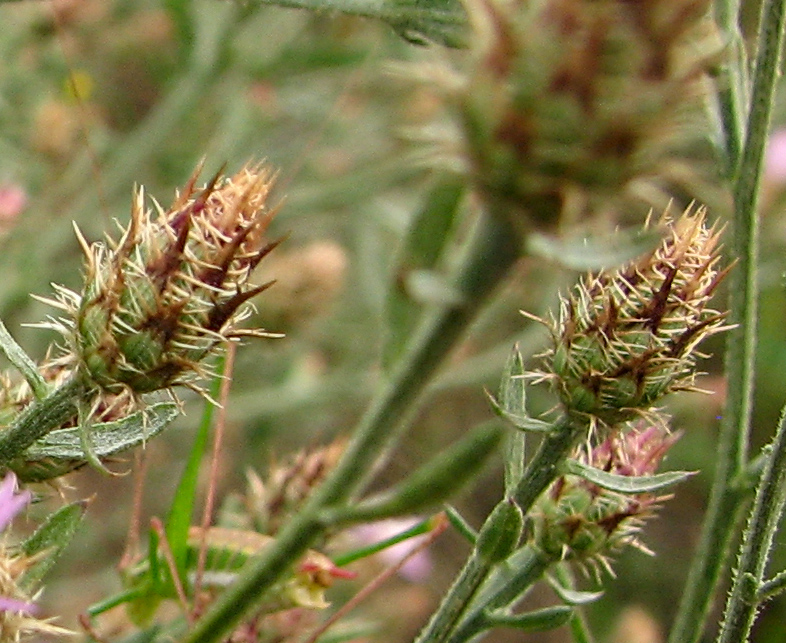 Image of genus Centaurea specimen.