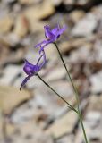 Delphinium divaricatum. Соцветие. Краснодарский край, м/о город-курорт Анапа, окр. с. Большой Утриш, каменистая осыпь в можжевеловом лесу. 9 июля 2021 г.