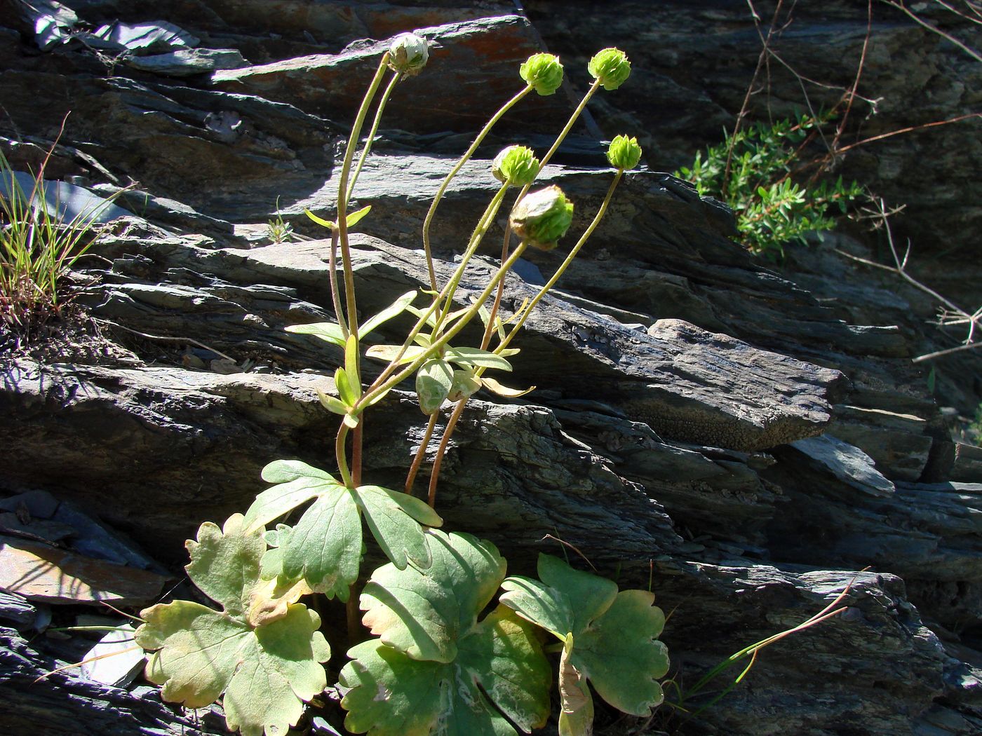 Image of Ranunculus mindshelkensis specimen.