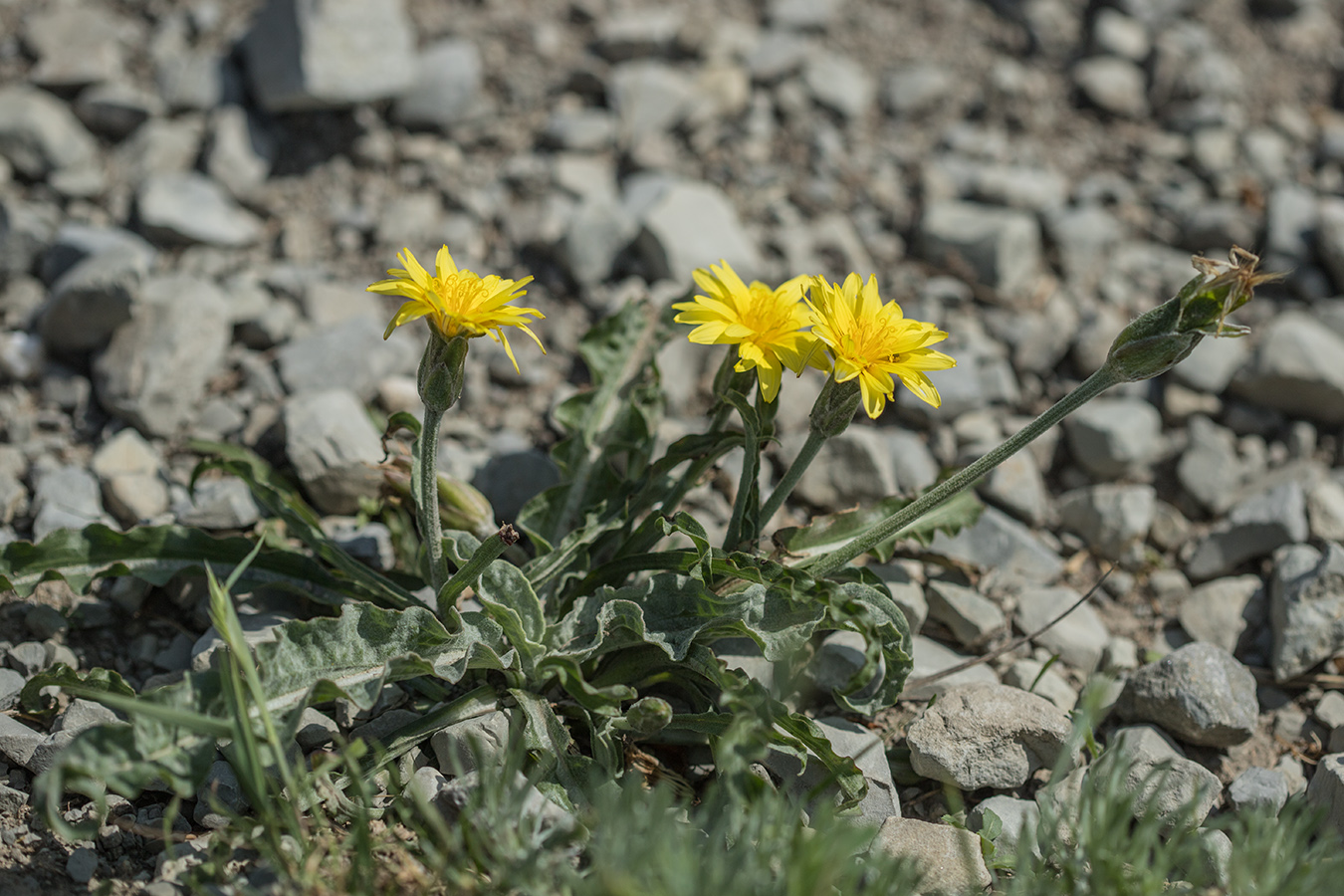 Image of Scorzonera turkeviczii specimen.