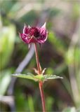 Comarum palustre