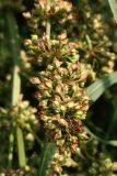 Rumex hydrolapathum