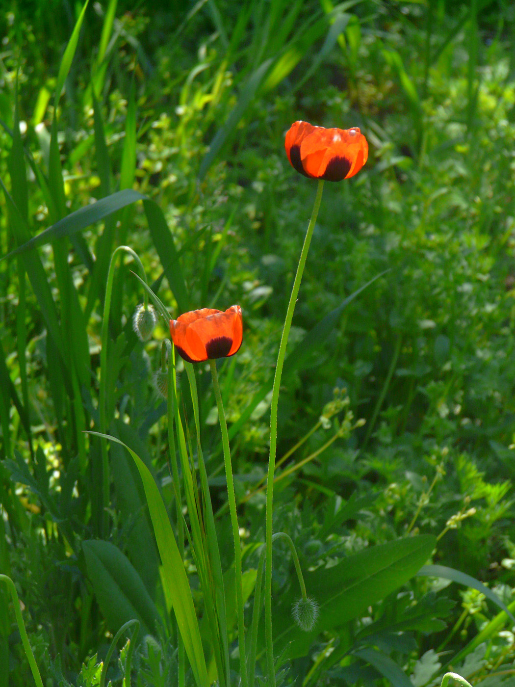 Image of Papaver stevenianum specimen.