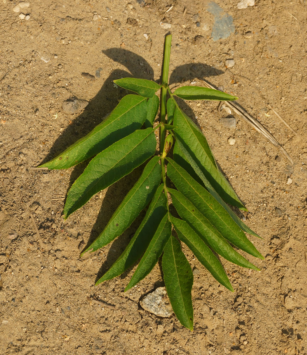 Image of Sambucus ebulus specimen.