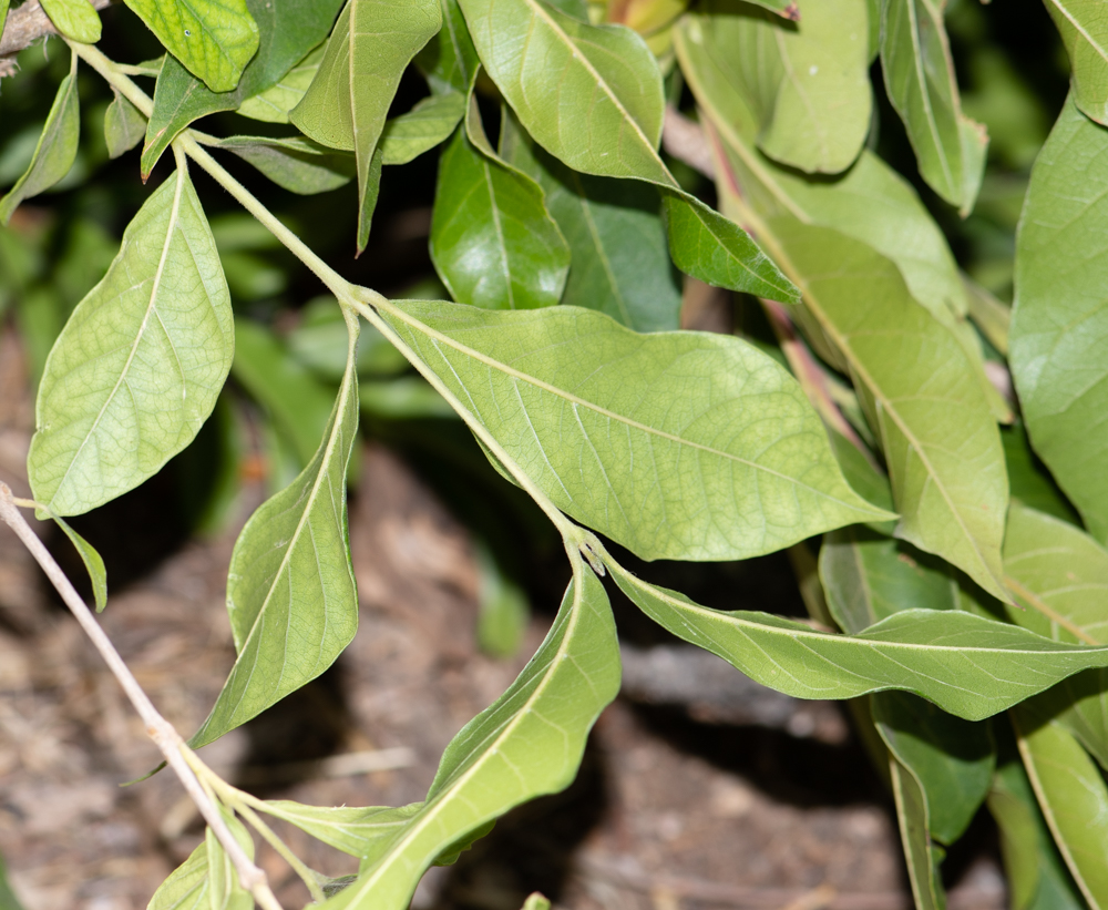 Изображение особи Combretum kraussii.