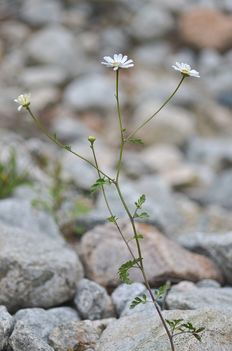 Изображение особи Pyrethrum parthenifolium.