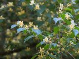 Lonicera chrysantha variety koehneana. Верхушка веточки с соцветиями. Абхазия, г. Сухум, Сухумский ботанический сад, в культуре. 14.05.2021.