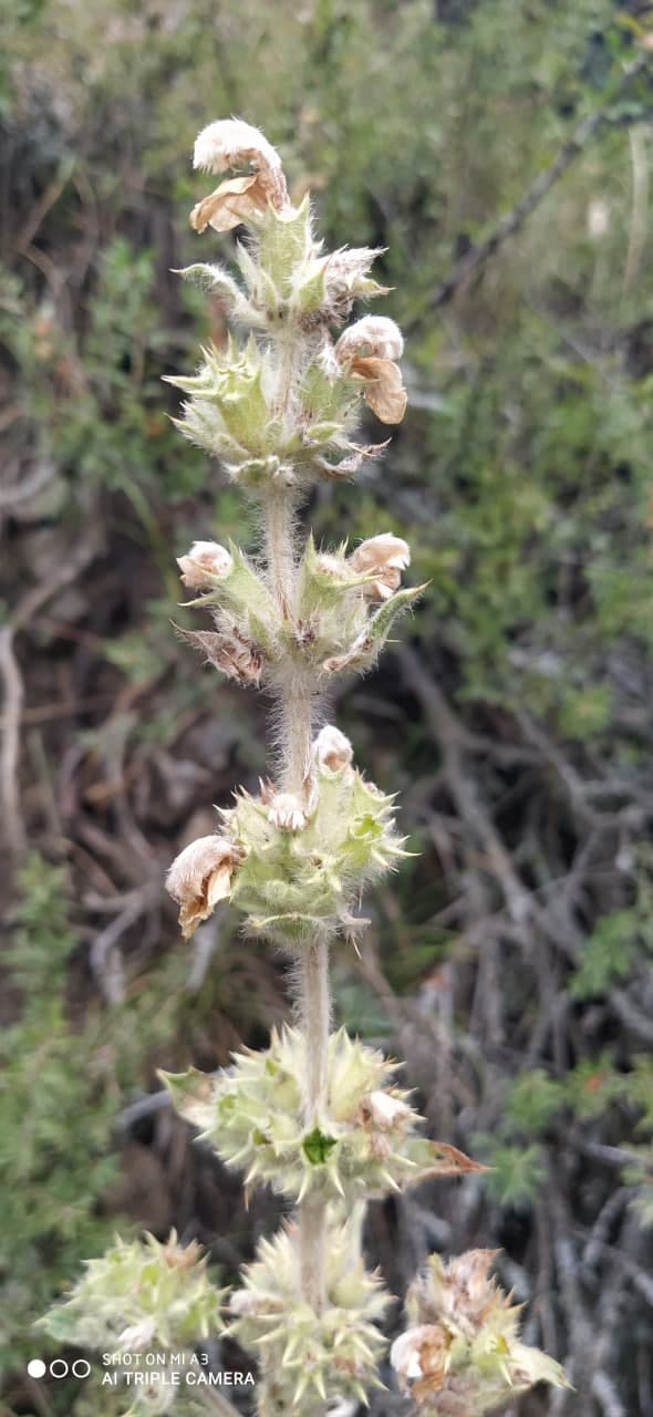 Изображение особи Phlomoides cordifolia.