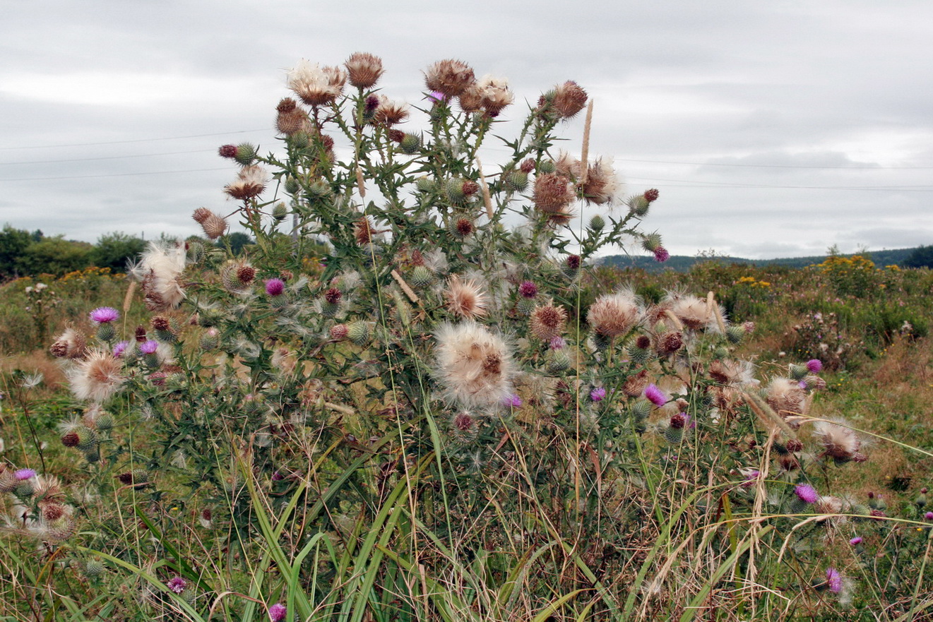 Изображение особи Cirsium vulgare.