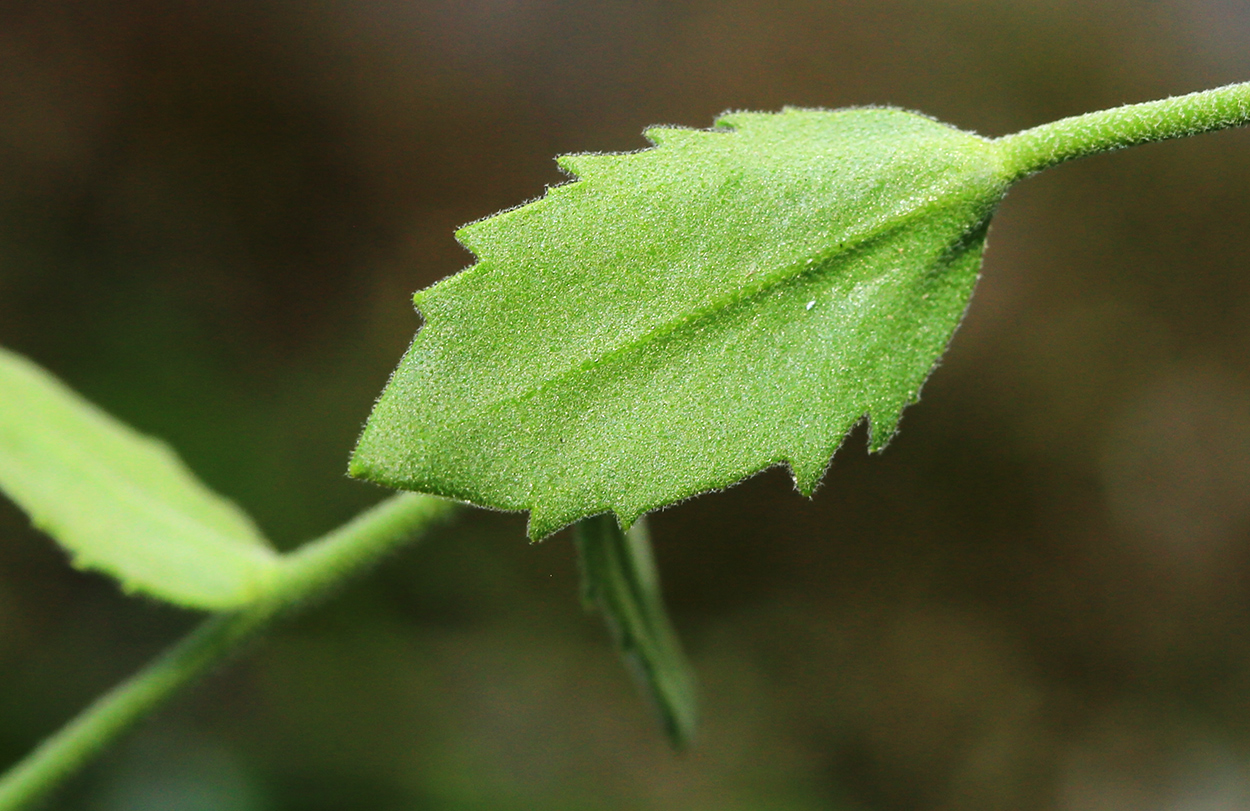 Изображение особи Draba cardaminiflora.