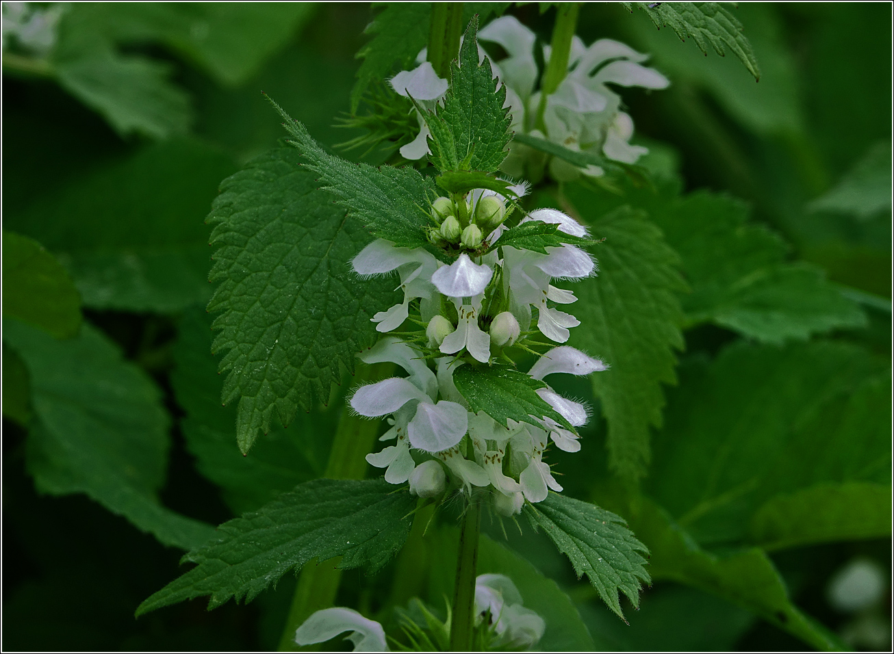 Image of Lamium album specimen.