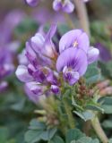 Medicago daghestanica