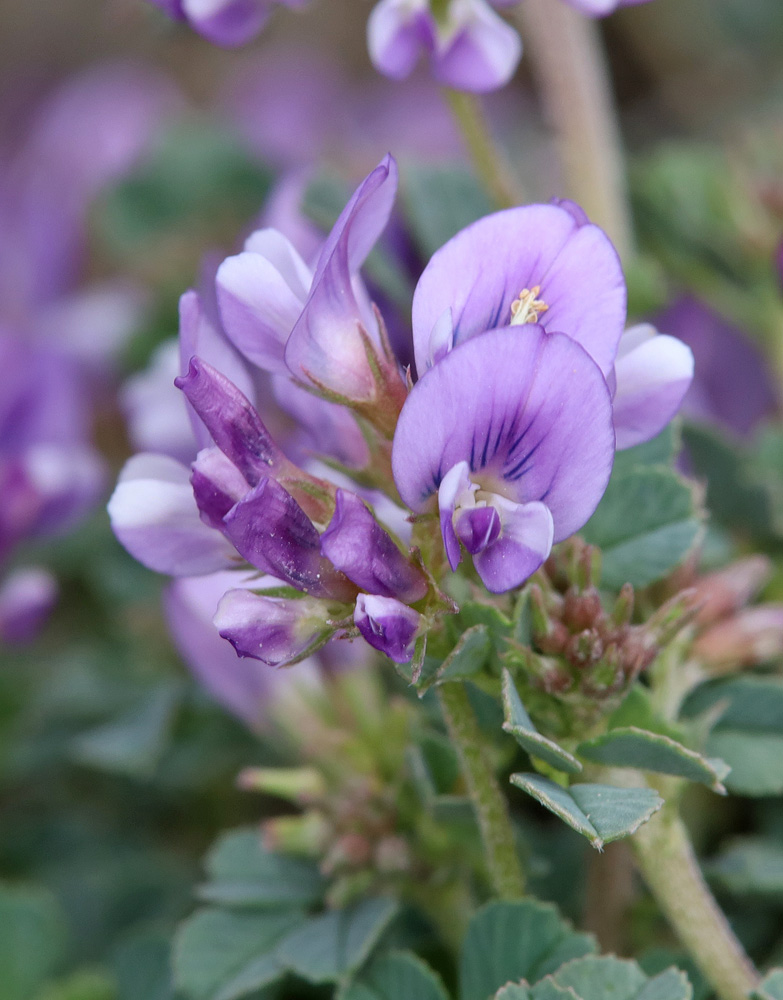 Image of Medicago daghestanica specimen.