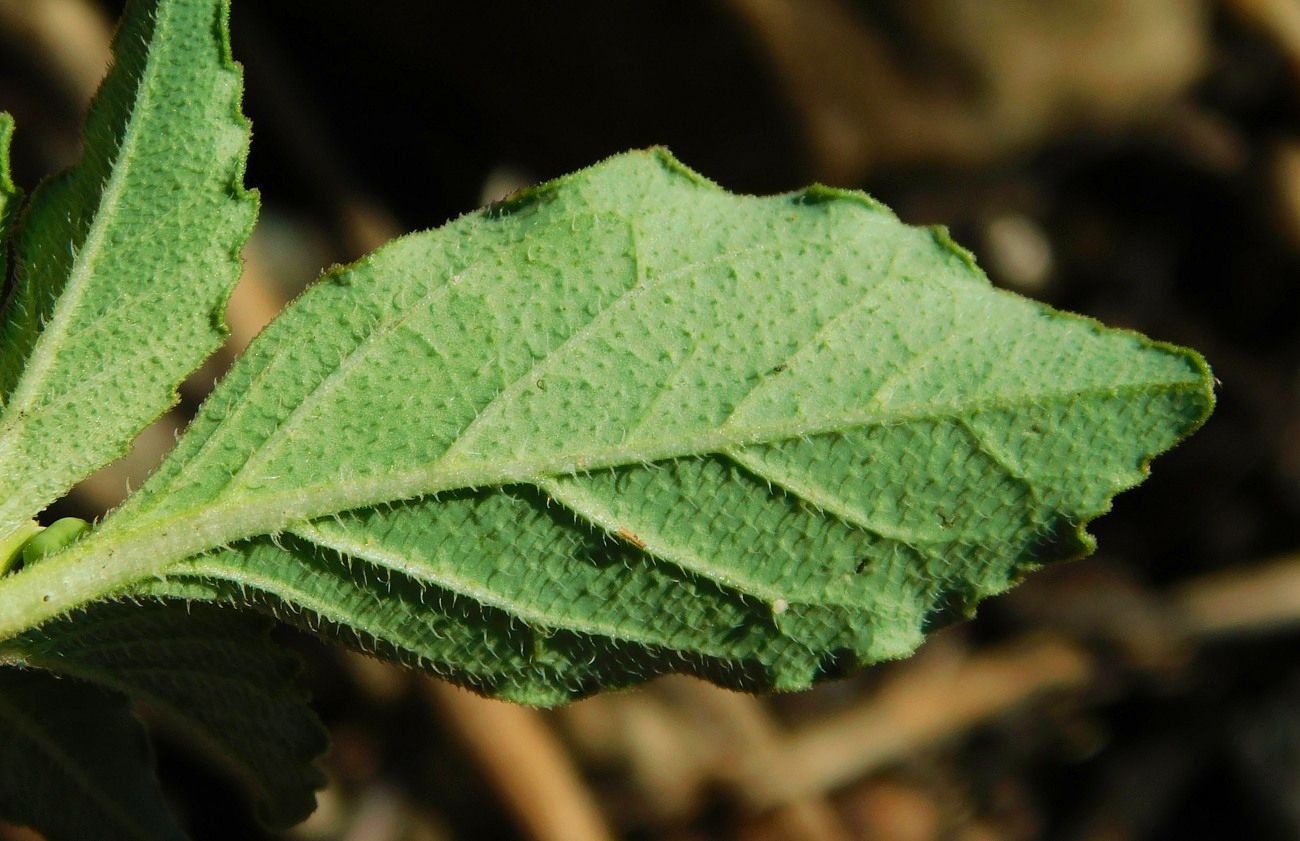 Image of Euphorbia davidii specimen.