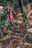 genus Zingiber. Побег с соцветием. Малайзия, штат Саравак, округ Мири, национальный парк «Мулу». 10.03.2015.