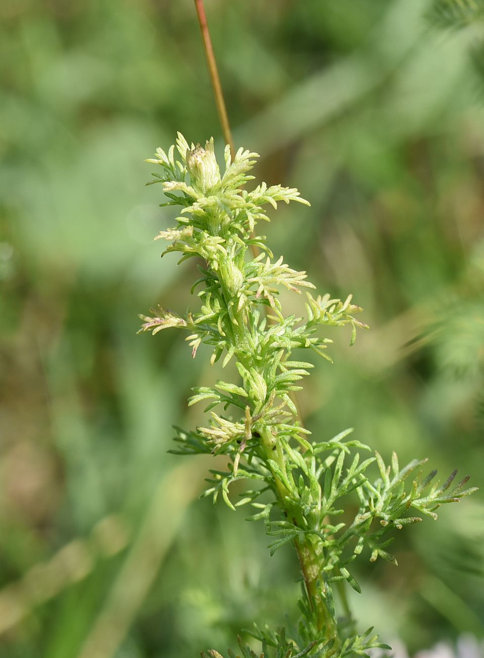 Image of Artemisia chamaemelifolia specimen.