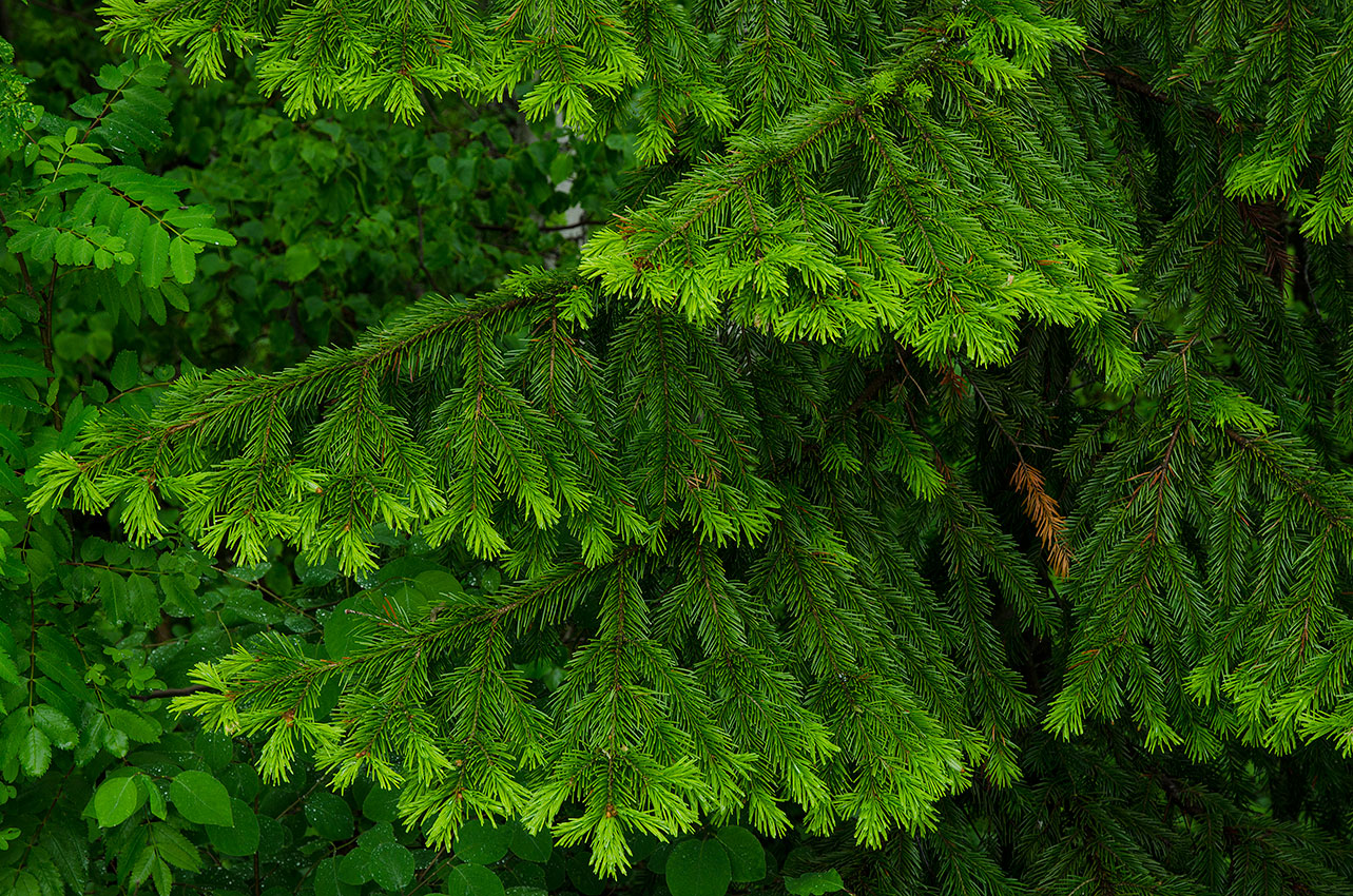 Image of Abies sibirica specimen.