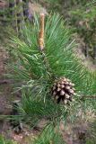 Pinus sylvestris. Часть ветви со старой шишкой и молодыми побегами. Свердловская обл., окр. г. Североуральск, известняковая скала, южная сторона. 06.06.2008.