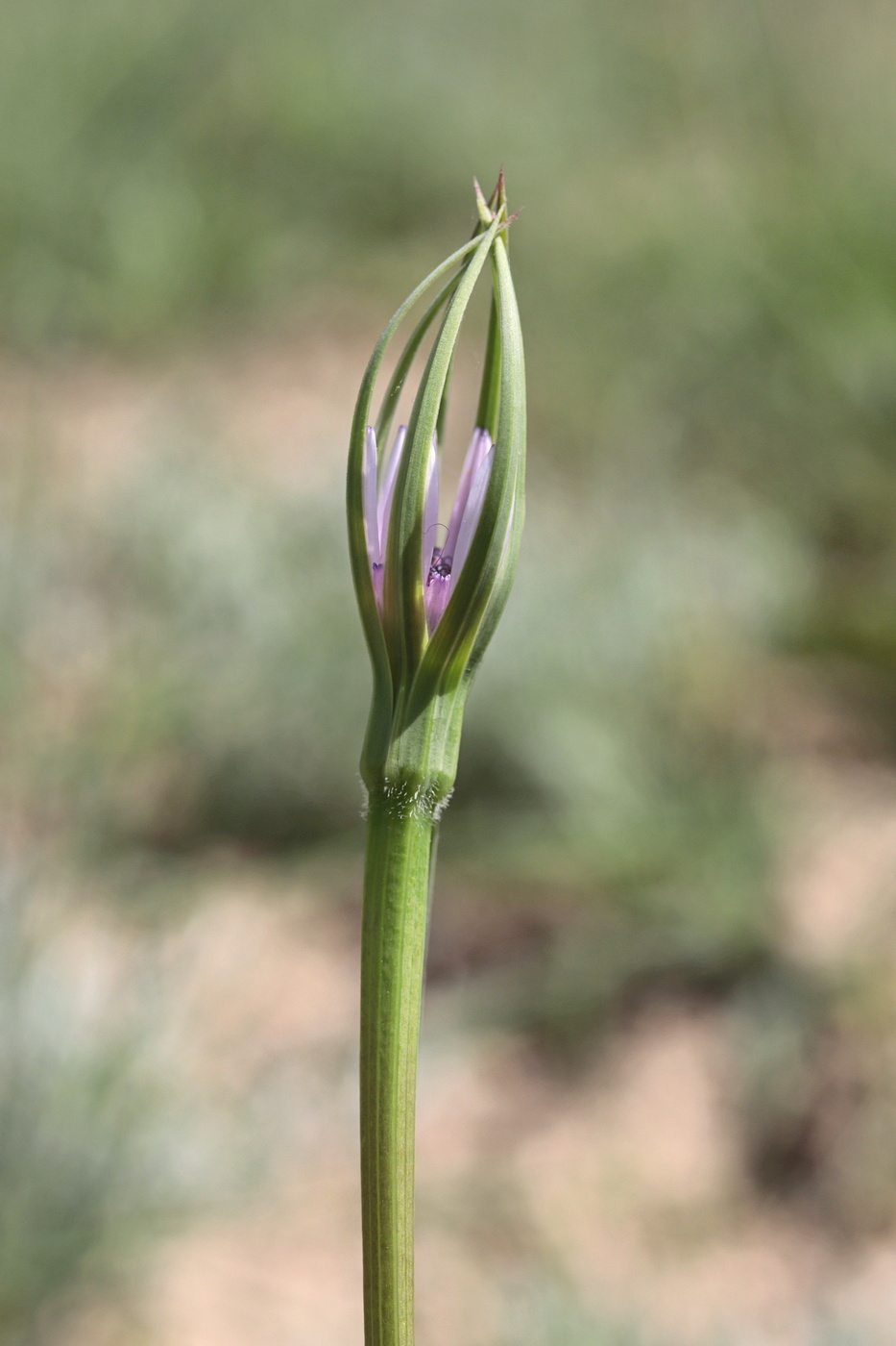 Image of Geropogon hybridus specimen.