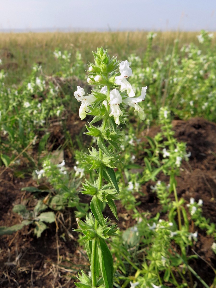 Image of Stachys annua specimen.