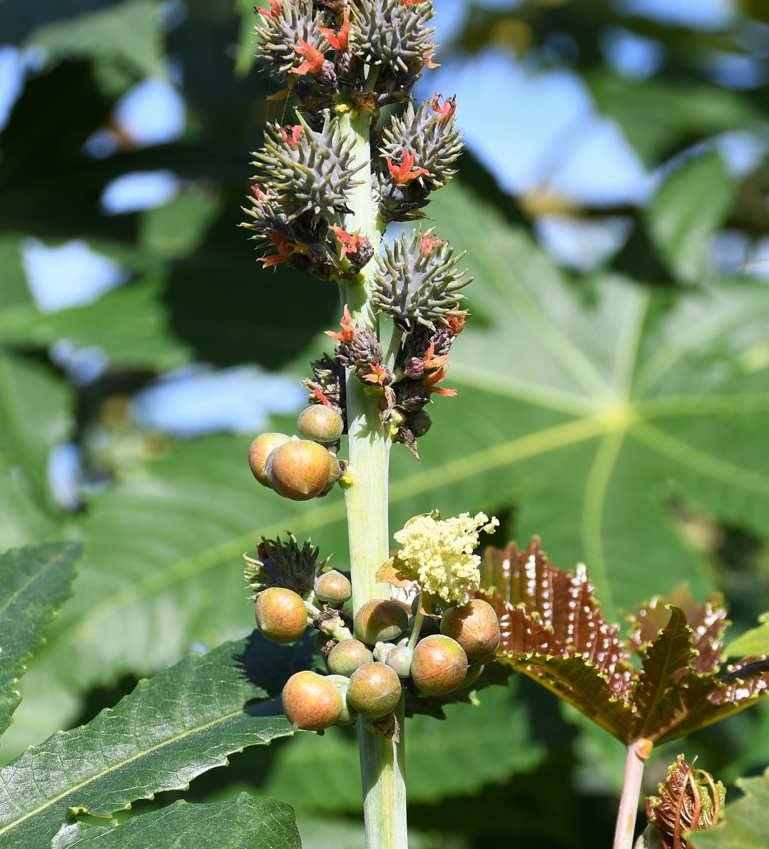 Изображение особи Ricinus communis.