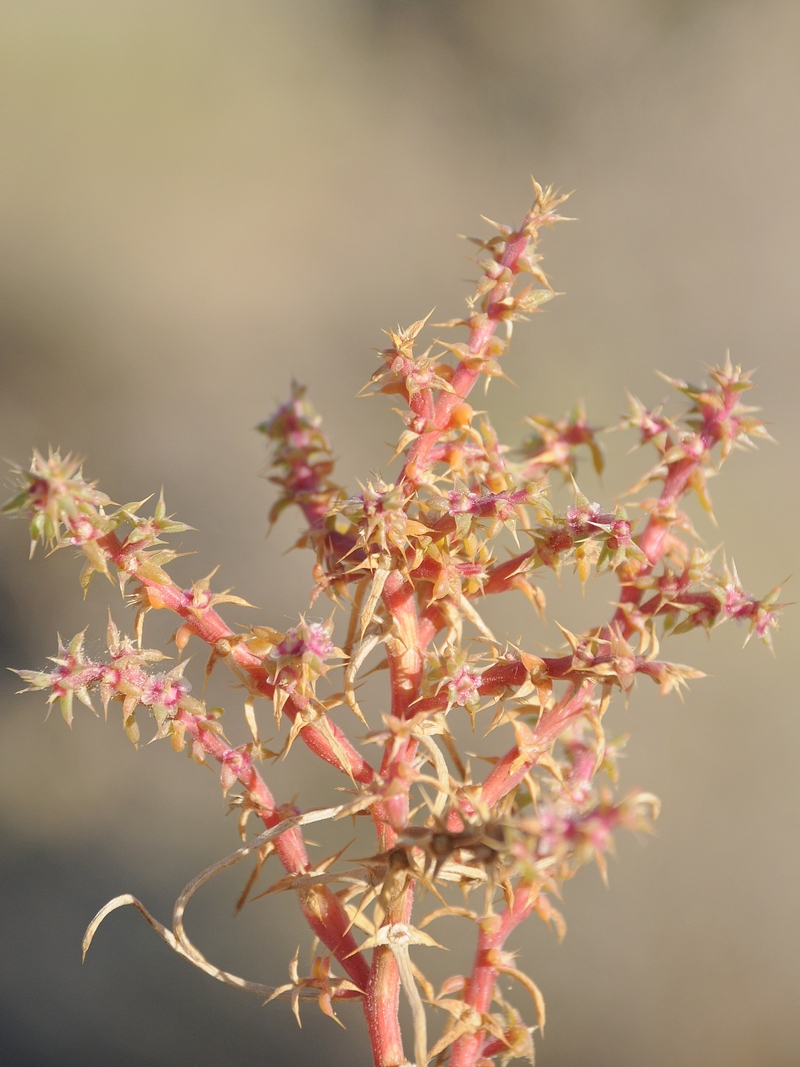 Image of Salsola paulsenii specimen.