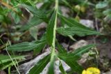 Erysimum aureum