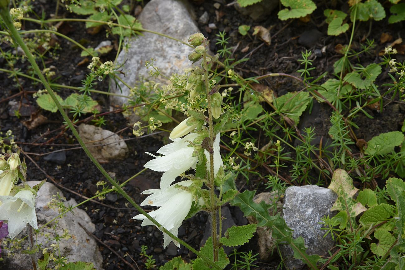 Image of Campanula alliariifolia specimen.