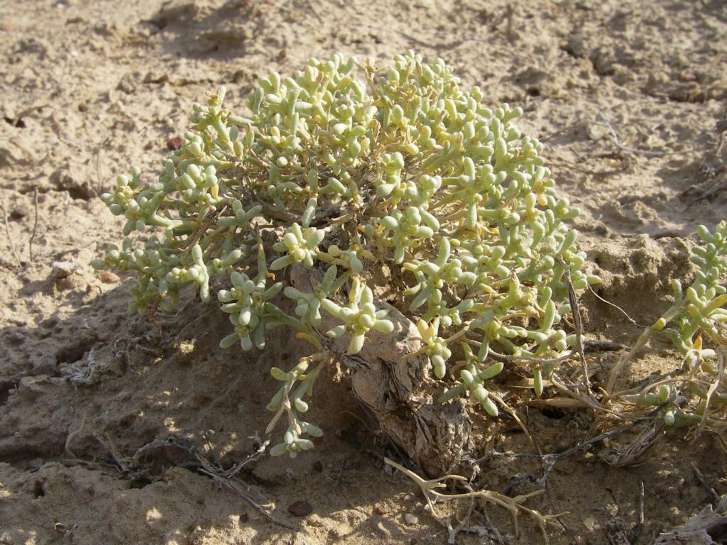 Image of genus Arthrophytum specimen.