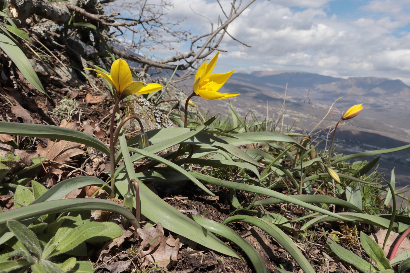 Image of Tulipa australis specimen.