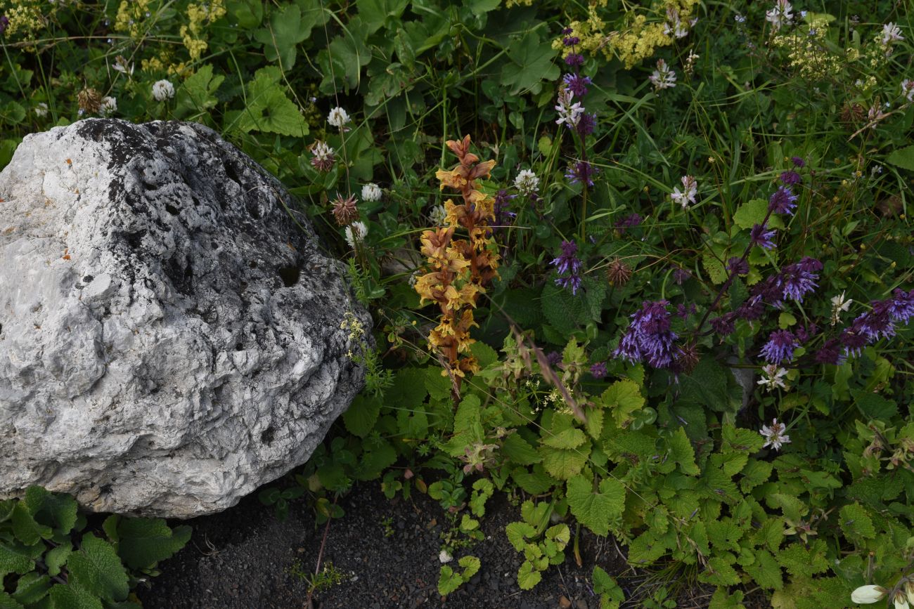 Image of genus Orobanche specimen.