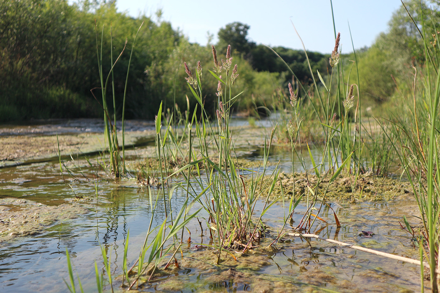 Image of familia Poaceae specimen.