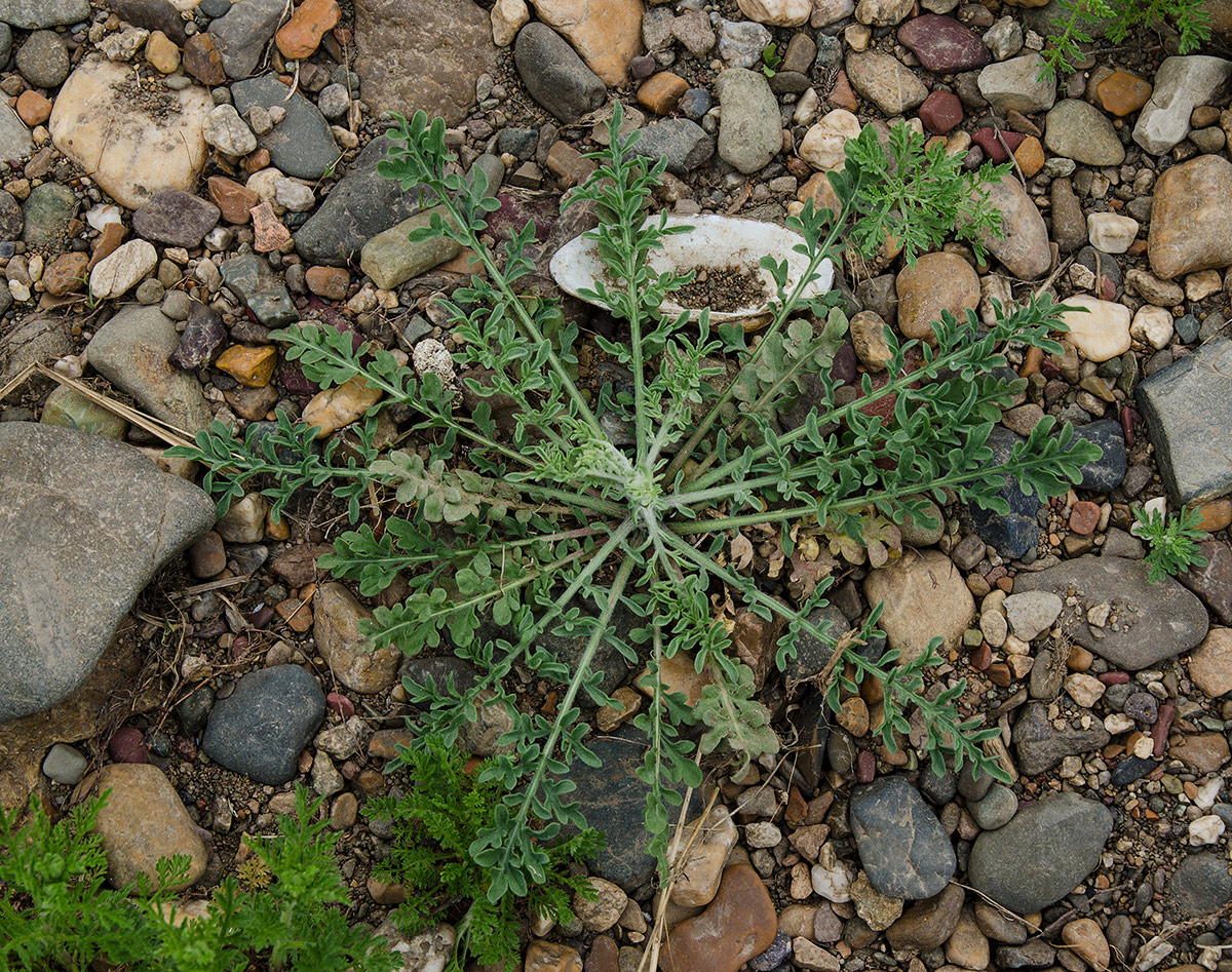 Image of genus Centaurea specimen.